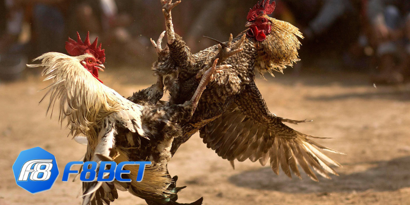 Đá Gà F8bet