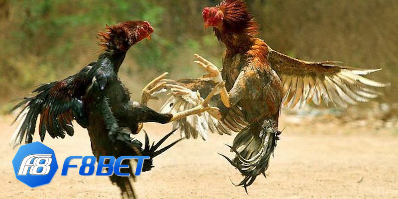 Đá Gà F8bet