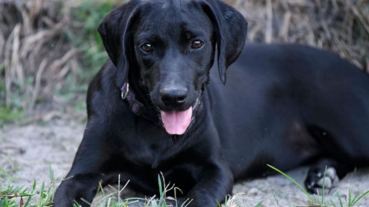 con cho den la so may 1280x720 1