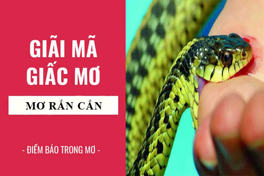 giai ma giac mo nam mo thay ran can ran duoi 2019 10 08
