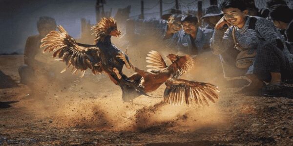 Lợi ích quan trọng của Đá Gà Campuchia tại nhà cái f8bet