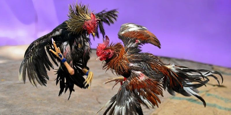 Tìm Hiểu Về Đá Gà Campuchia Là Gì? Tìm Hiểu Về Đá Gà Campuchia Là Gì?