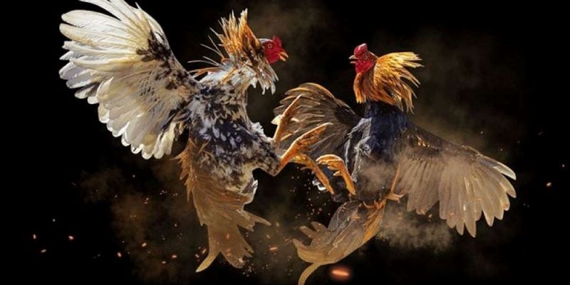 Kinh nghiệm quý báu để chọn chiến kê tham gia vào trận đấu đá gà cựa dao Kinh nghiệm quý báu để chọn chiến kê tham gia vào trận đấu đá gà cựa dao