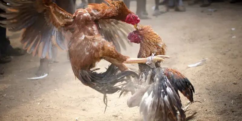 Một số các hình thức đá gà cựa dao Một số các hình thức đá gà cựa dao