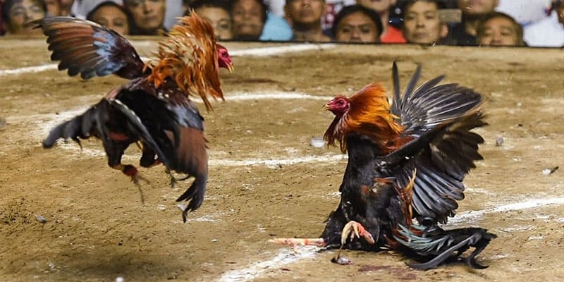 Khái niệm chi tiết về đá gà cựa dao Khái niệm chi tiết về đá gà cựa dao