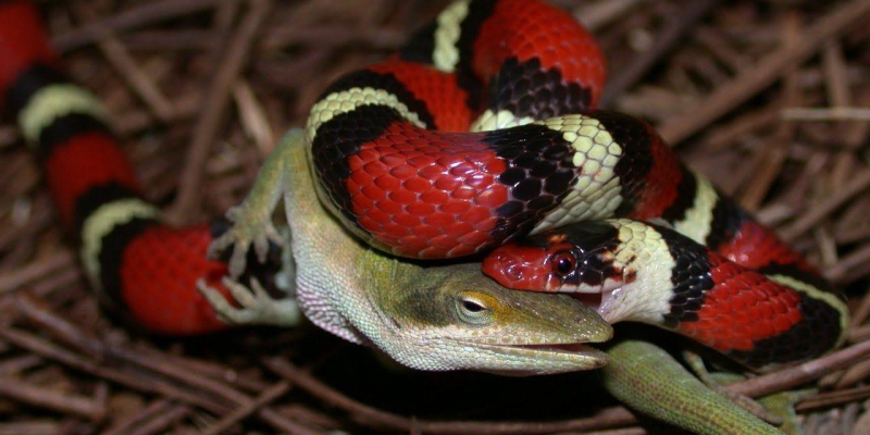 Ý nghĩa về giấc mơ khi thấy rắn